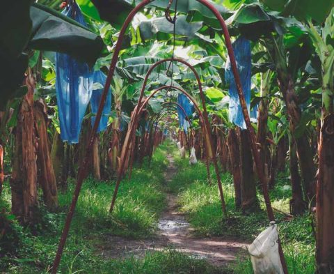 Cultivos-Bananas-Karla-6