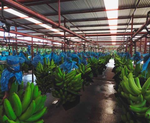 Empresa-Bananas-Karla-verdes-1