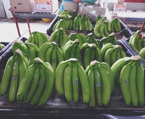 Para-empacar-Bananas-Karla-1